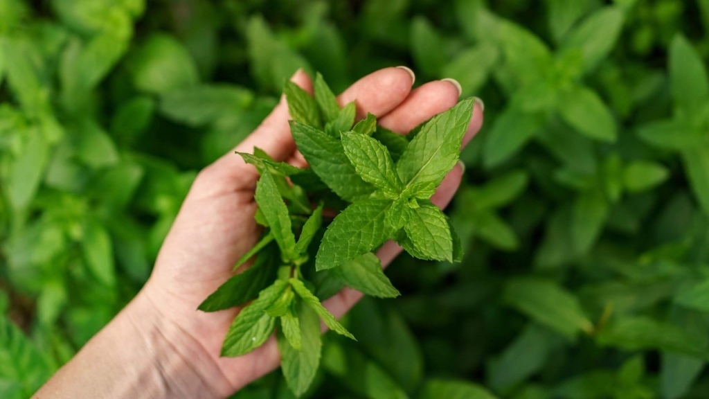 Spearmint herb for pcos